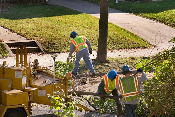 Best Tree Branch Trimming  in Buchanan Dam, TX